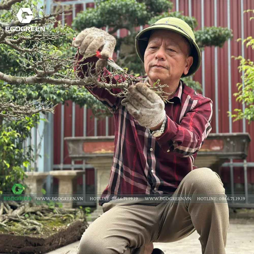 Nghệ nhân Đỗ Duy Quân - đồng hành cùng EGOGREEN trực tiếp tạo hình, cắt tỉa bonsai.